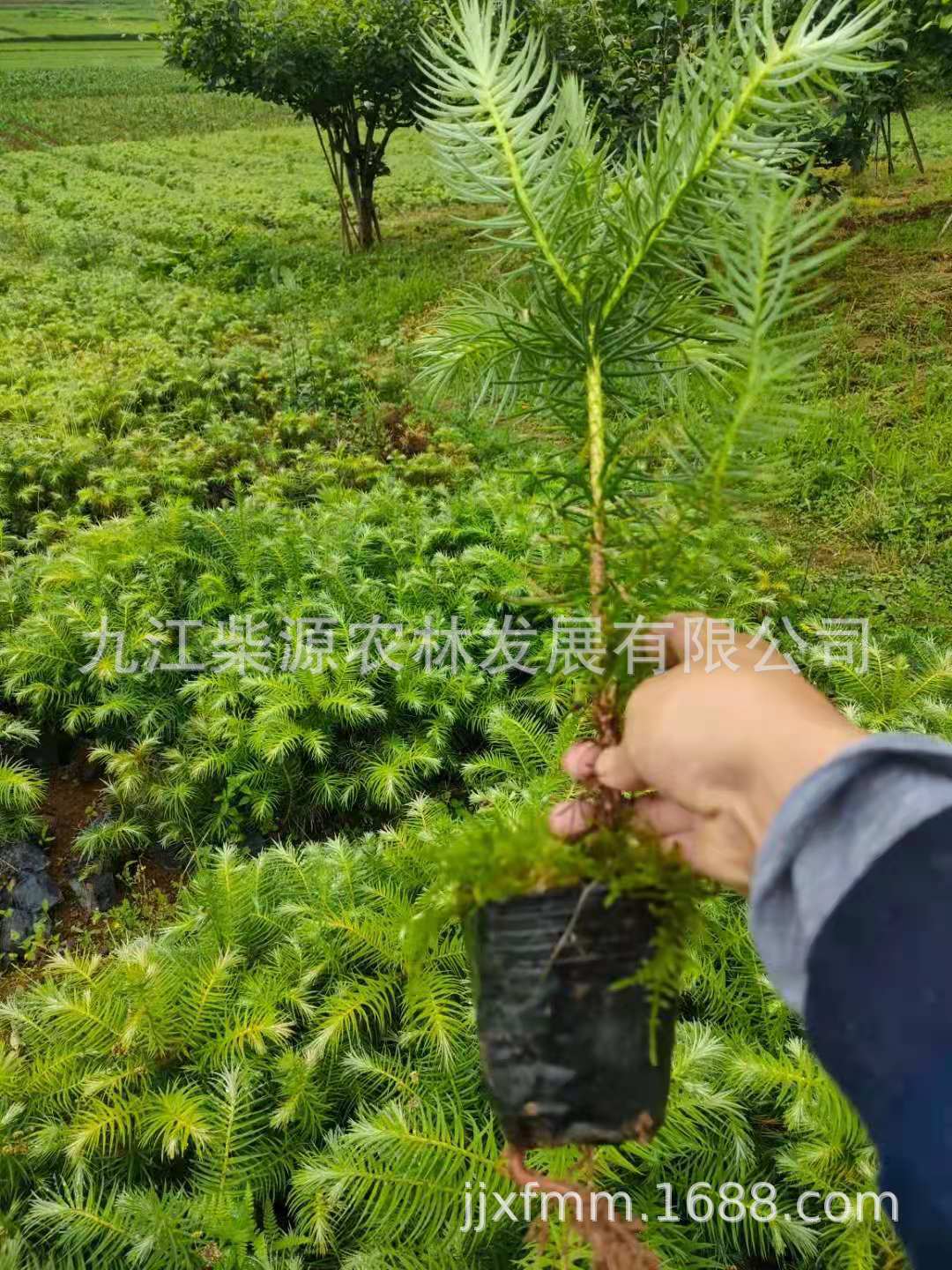 自有挖苗队,装车工,包办手续,安排回程车运输,免费提供种植技术,让您