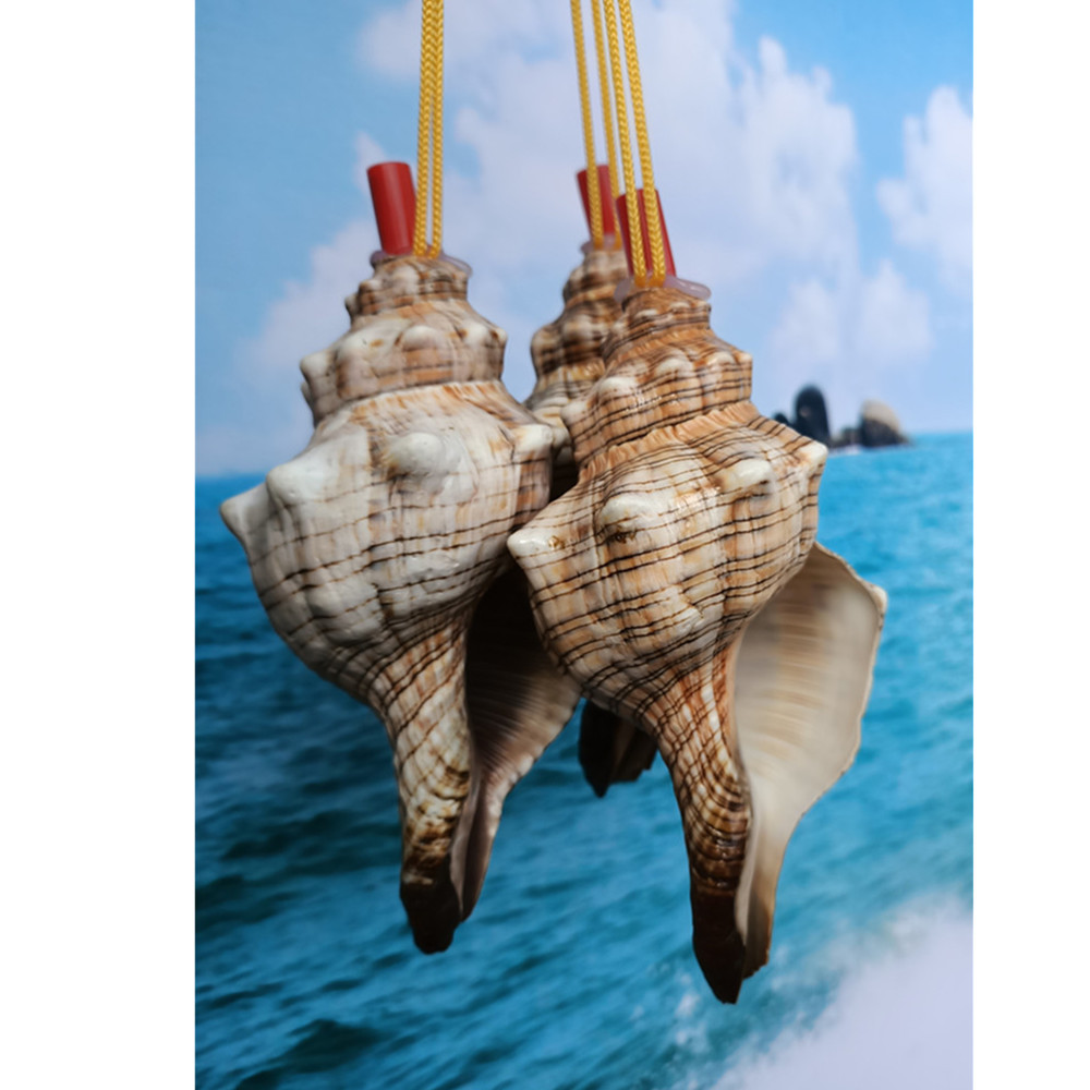 包邮贝壳海螺特大螺号儿童玩具礼物喇叭口哨号角可吹响贝壳工艺品