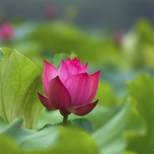 一件代发大型荷花种子高产观赏荷花碗莲花籽池塘专用莲藕种已开口