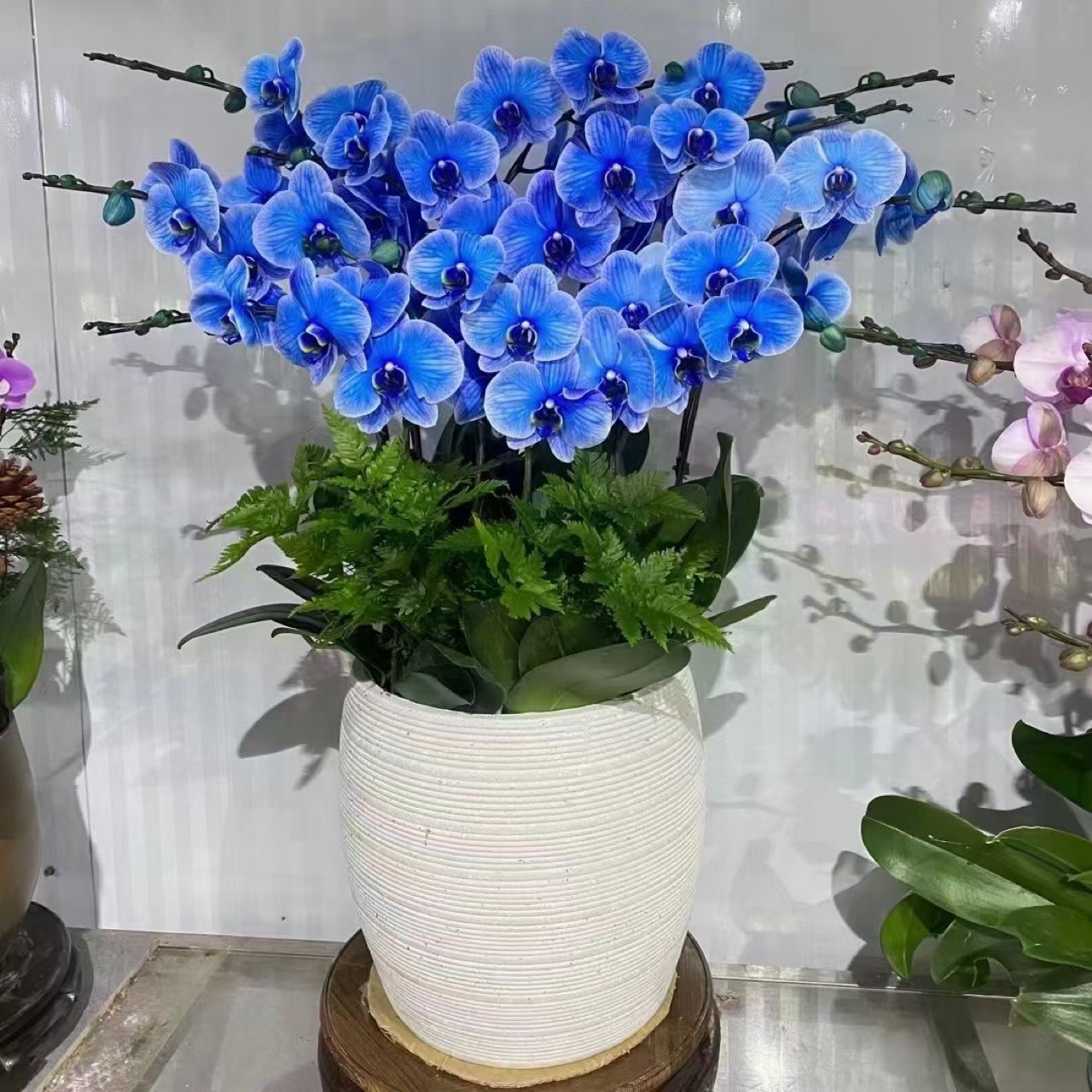 马卡龙色系 蝴蝶兰 马卡龙蝴蝶兰中的贵族,支持预定