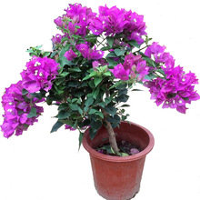 三角梅室内盆栽庭院攀援花卉四季开花植物重瓣花苗三角梅花苗盆景