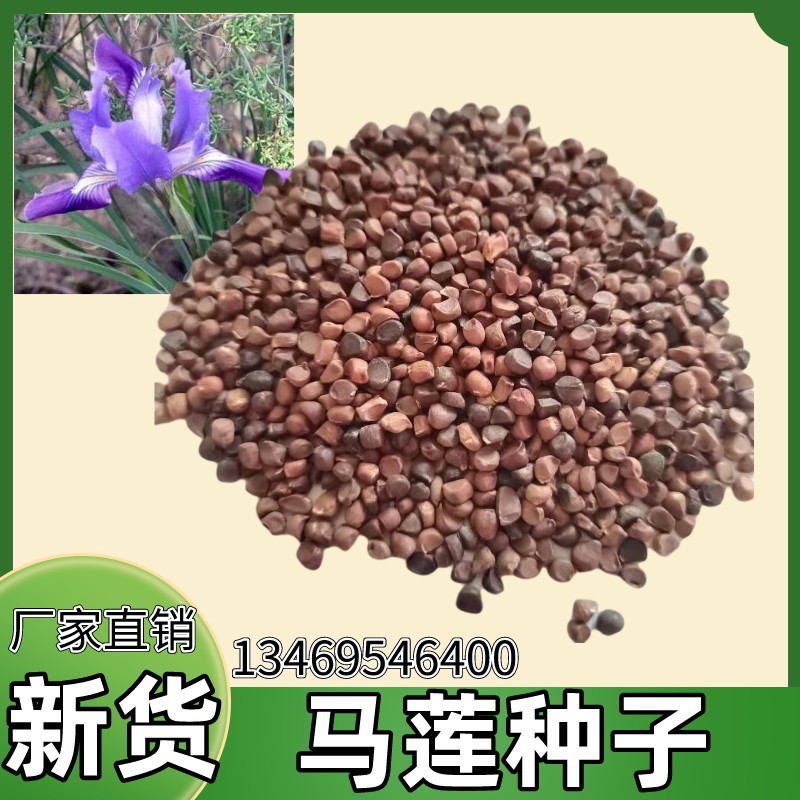 批发马莲种籽 马兰花种子 马蔺马兰草种籽 道路绿化景观种子