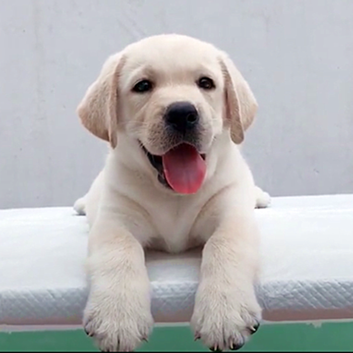 纯种拉布拉多幼犬活体拉布拉多中型犬白色黑色拉布拉多犬宠物狗狗