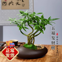 LR五福发财树新中式禅意盆栽室内桌面造型盆景植物耐阴好养绿