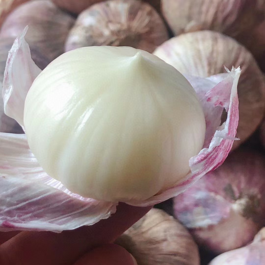 云南紫皮大蒜10斤新鲜大理紫皮蒜独头蒜农家大蒜头紫皮蒜红皮干蒜