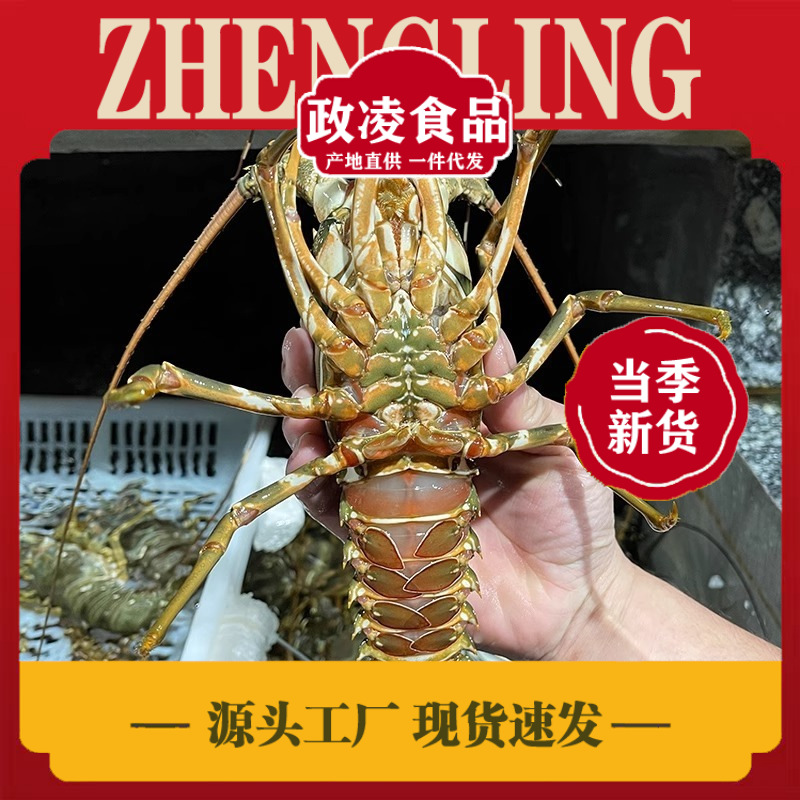 活冻小青龙龙虾鲜活大龙虾澳洲龙虾冰鲜冷冻大虾海鲜水产冷冻包邮