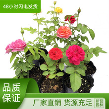 庭院四季盆栽花卉蔷薇花苗 藤本月季花苗 欧洲爬藤大花月季带花苞