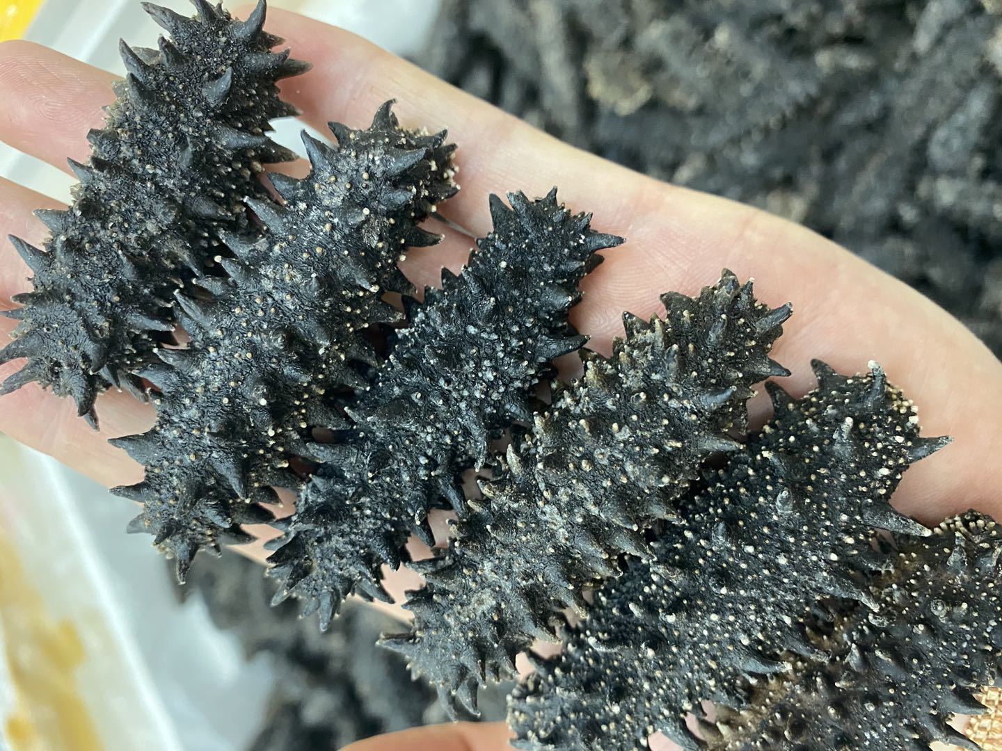 关东海参日本红参六排刺6排发倍好泡发量高海参50头一德路货源50g