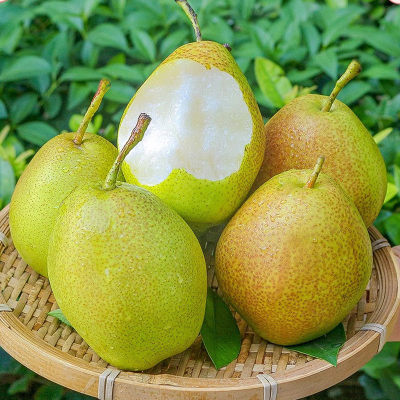 陕西礼泉红香酥梨5斤蜜甜无渣香梨冰糖雪梨 新鲜梨子香梨水果直发