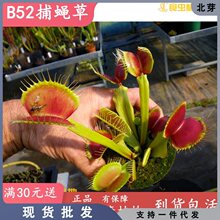 B52捕蝇草【食虫植物大夹子大型驱蚊盆栽绿植品种纯包邮捕虫草】