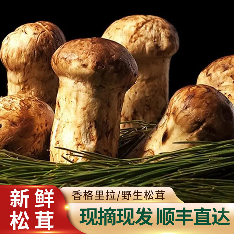 新鲜松茸现货云南蘑菇500g香格里拉特产野生菌鲜菌菇顺丰冷藏发货