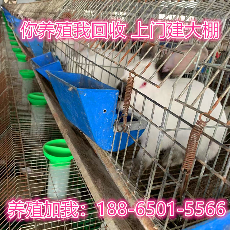 种兔活体 肉兔种兔出售合作养殖新西兰种兔送养殖大棚饲料笼具
