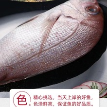 Ⅰ【严选食材供应】海钓真鲷鱼日料刺身加吉鱼冰鲜铜盆鱼红鲷鱼