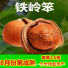 美国大榛子树榛子苗树苗辽榛玉坠平欧地栽盆栽南北方种植当年结果