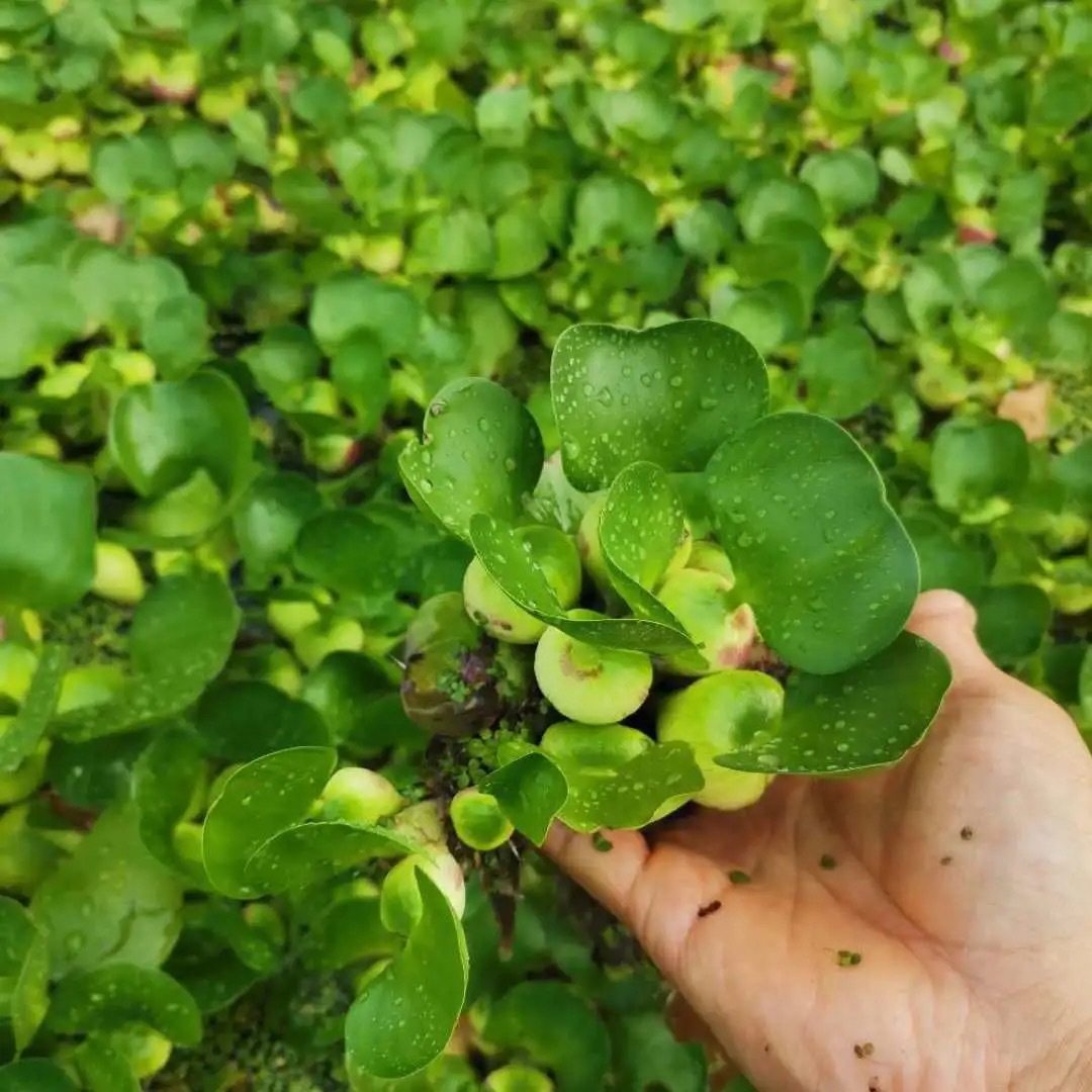 水生水养绿植漂浮性水葫芦盆栽花造景植物水培花池塘鱼缸水草