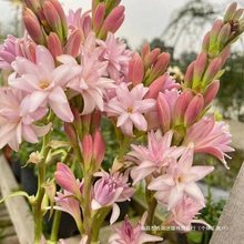 重瓣晚香玉种球纯白色浓香夜来香月下香庭院盆栽花卉多芽点包成活