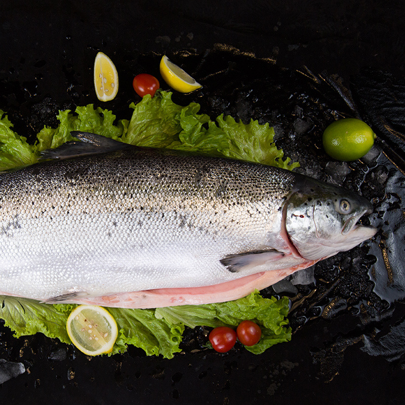 整条三文鱼挪威日料刺身新鲜活冻法罗鱼大西洋鲑鱼批发10-16斤/条