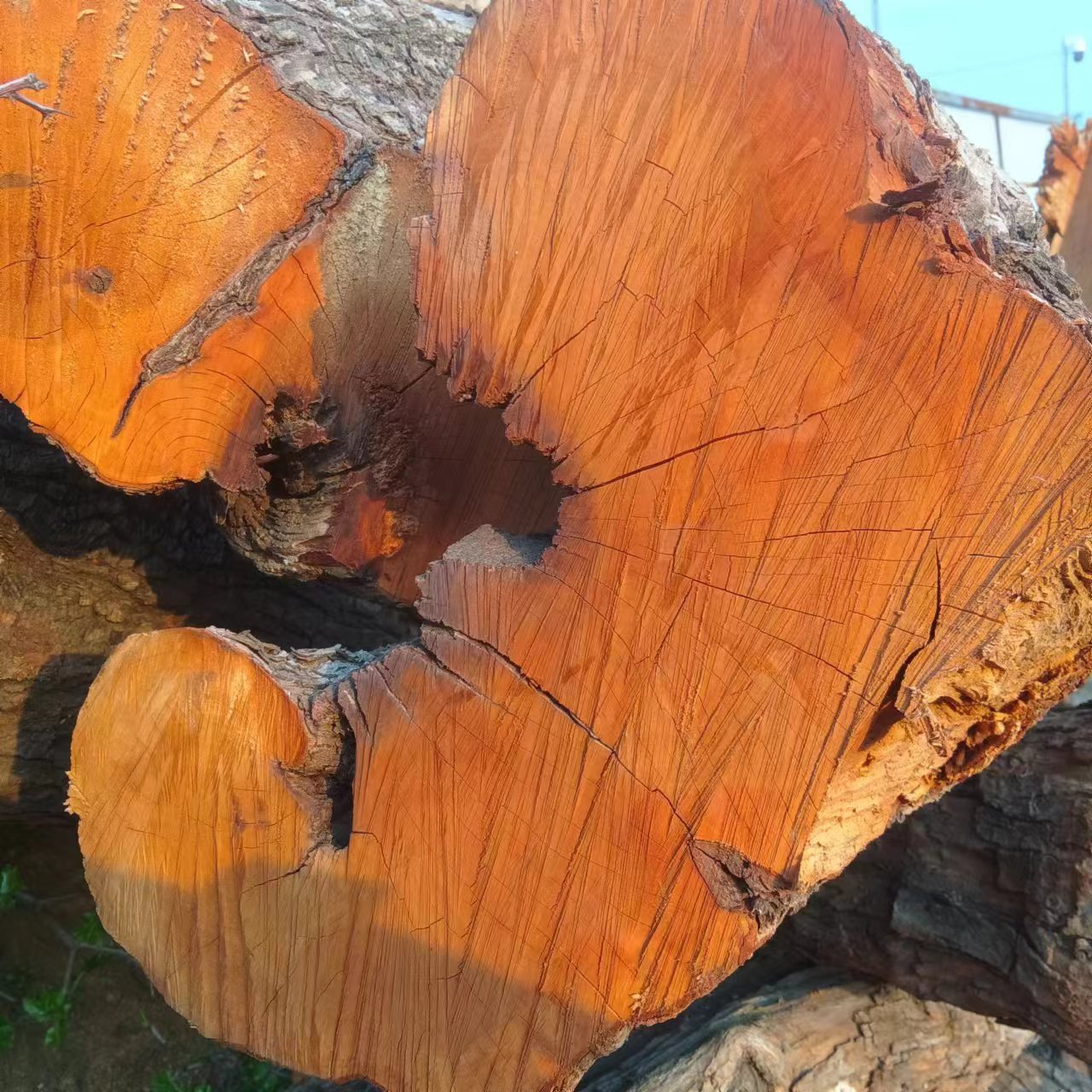雷击枣木原木雷劈千年枣树自然雷纹真正雷击木雷桃木活树砍-阿里巴巴