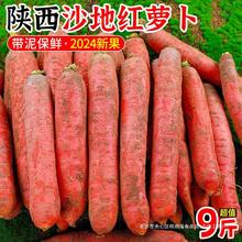 T沙地红萝卜9斤陕西胡萝卜当季农家新鲜蔬菜生吃水果红心罗卜3包