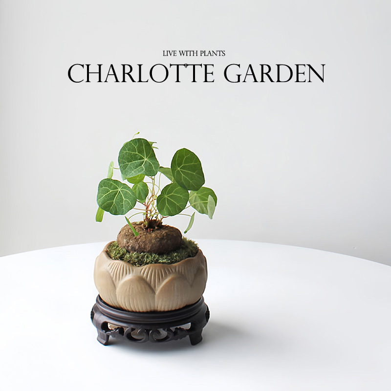 创意礼物 招财龟山乌龟室内耐阴好养植物 趣味网红绿植 爬藤盆栽