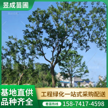 乌桕园林绿化景观树基地批发地径15-30公分庭院园林工程绿化苗木