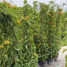 福建炮仗花基地批发绿化炮仗花爬藤植物炮仗花价格产地炮仗花