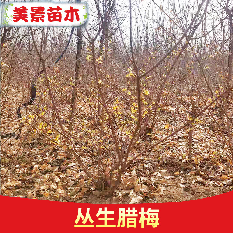 丛生腊梅花树苗 腊梅苗现货 浓香型地栽高杆腊梅花树苗丛生腊梅苗