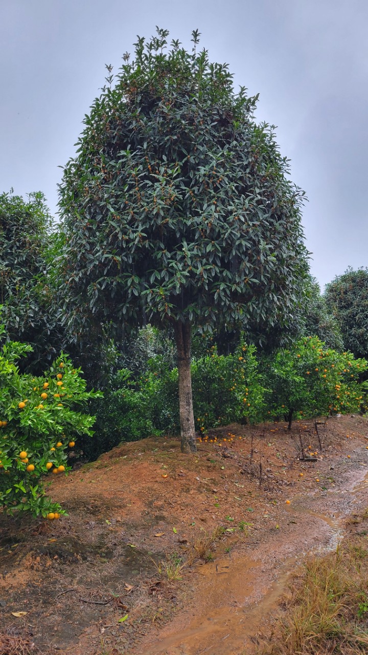 产地优惠供应丹桂,红桂花,丹桂15公分,丹树产地,丹桂价格