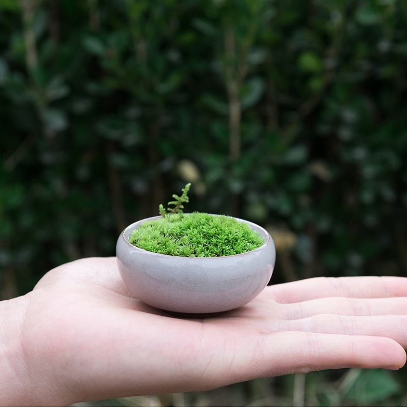 喷水活青苔办公桌面小盆栽苔藓微景观生态瓶迷你植物微盆景绿植