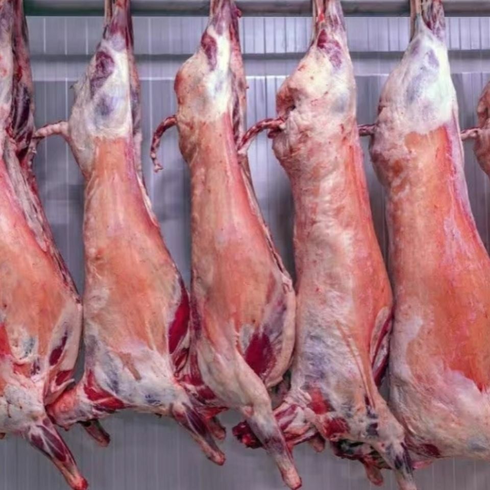 新鲜现杀羊肉羔羊整只6斤-20斤整羊烤全羊清真羊排羊腿羊腔子烧烤