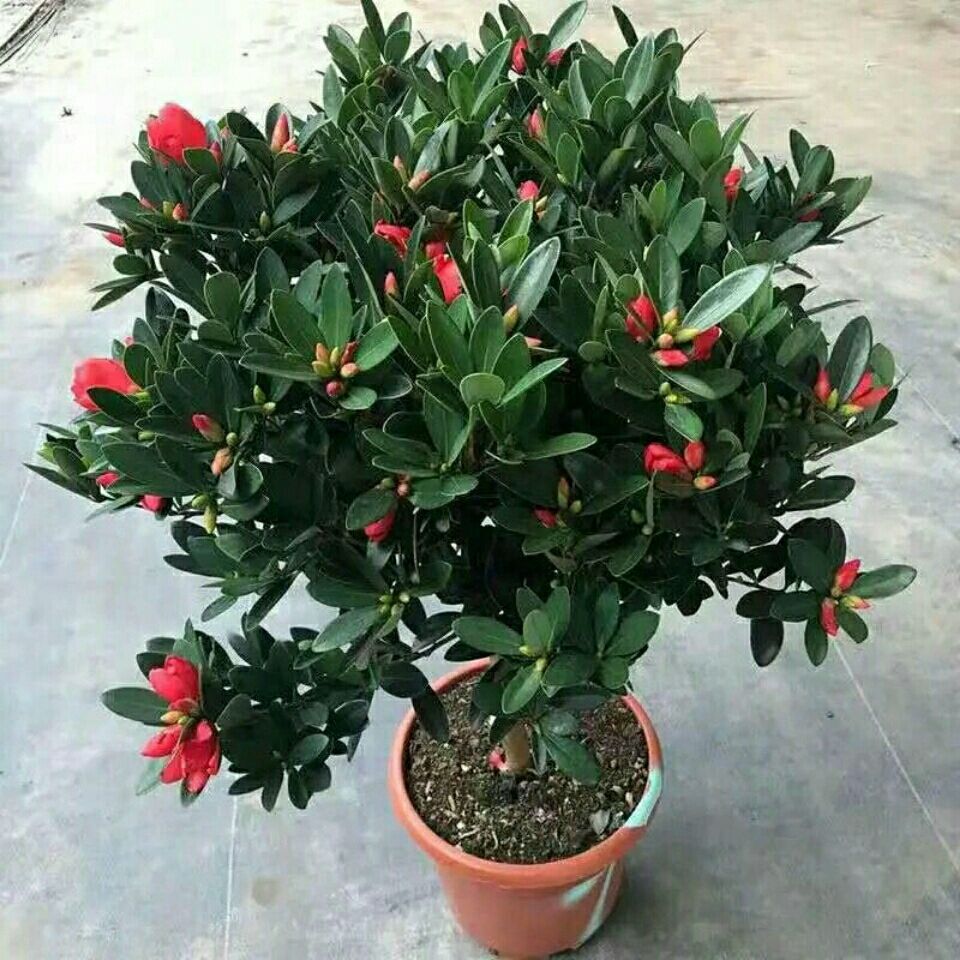 四季茶花大树苗盆栽绿植带花苞发货长期开花室内阳台庭院好养好活