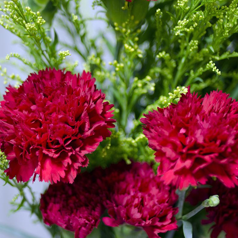 康乃馨小苗10棵四季开花不断室内室外易种活盆栽花母亲节高杆石竹