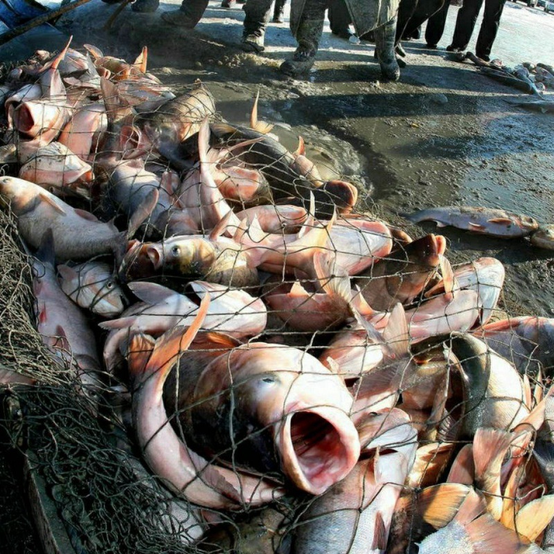 查干湖鱼野生胖头鱼吉林松原冬捕胖头鱼鲤鱼东北年货礼盒包装厂家