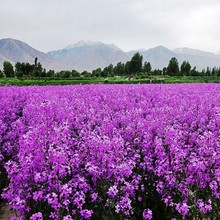 蓝香芥种子蓝色油菜花欧亚香花芥花种子易种花籽庭院四季易活紫色