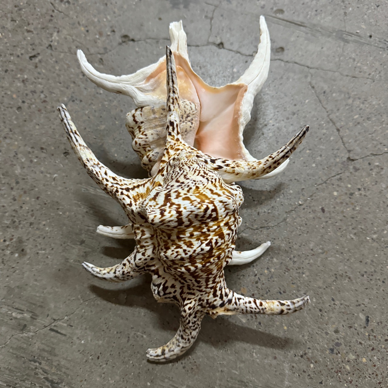 六角螺 天然贝壳海螺居家摆件装饰品拍摄道具鱼缸造景水字螺批发