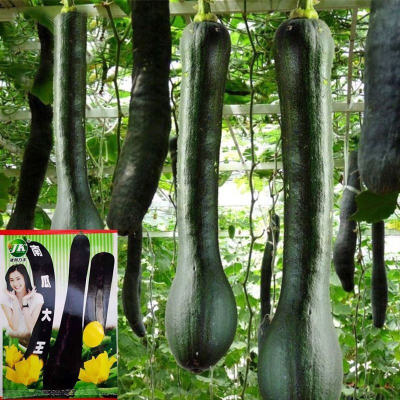 批发南瓜大王种子黑皮金钩南瓜种籽家庭菜园种植蔬菜种子公司