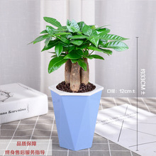 发财树盆栽室内客厅桌面绿植小盆景大发财树苗招财树吸甲醛植物厂