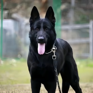 东德牧羊犬纯种纯黑幼犬双血统高智商黑背牧羊犬大型犬狗狗看家护
