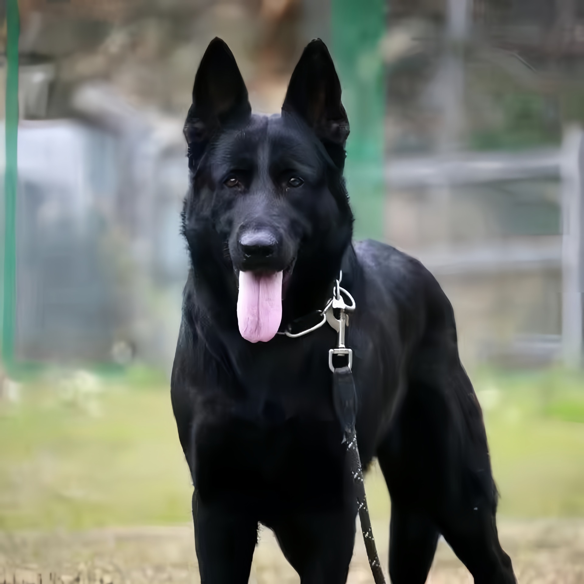 东德牧羊犬纯种纯黑幼犬双血统高智商黑背牧羊犬大型犬狗狗看家护