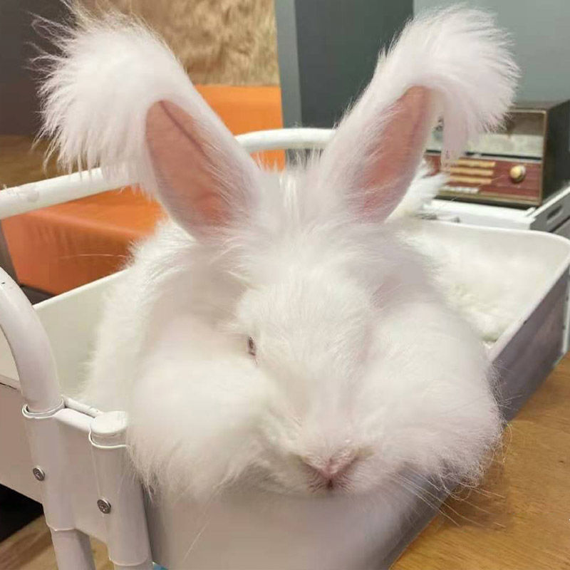 网红成年活体种兔宠物兔子活物长毛草泥兔纯种安哥拉巨兔宿舍好养