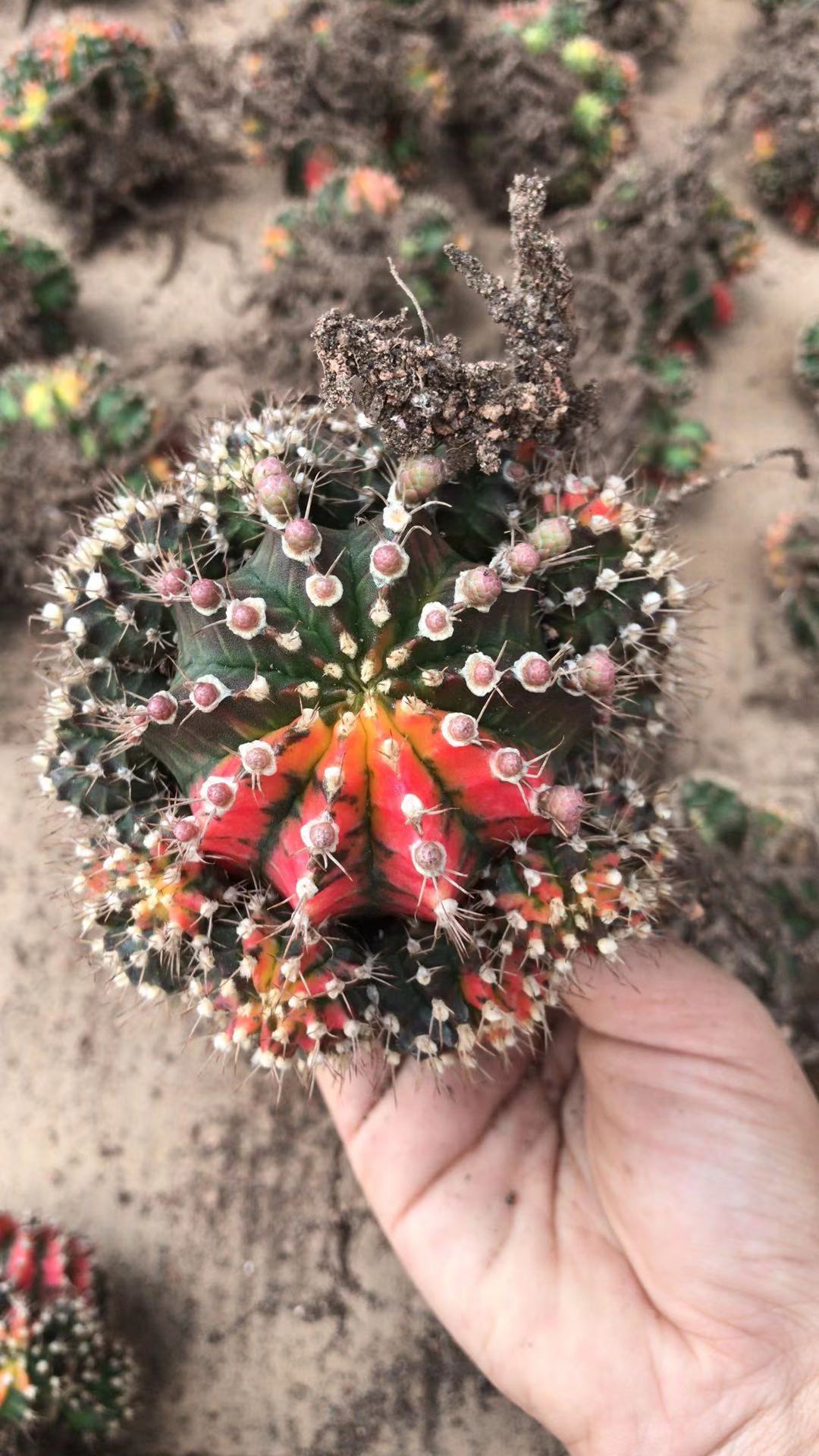 掌形仙人球盆栽多肉植物五彩牡丹仙人球,落地仙人球有根仙人球