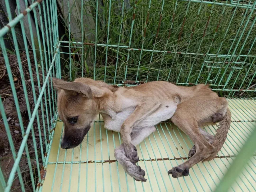 这是我见过瘦的狗-----伶仃!(非卖品 无实物)