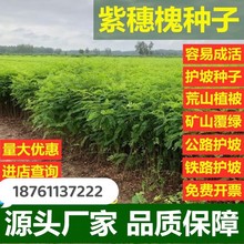 厂家批发紫穗槐种子 棉条籽 护坡植铁路公路护坡灌木植物道路边