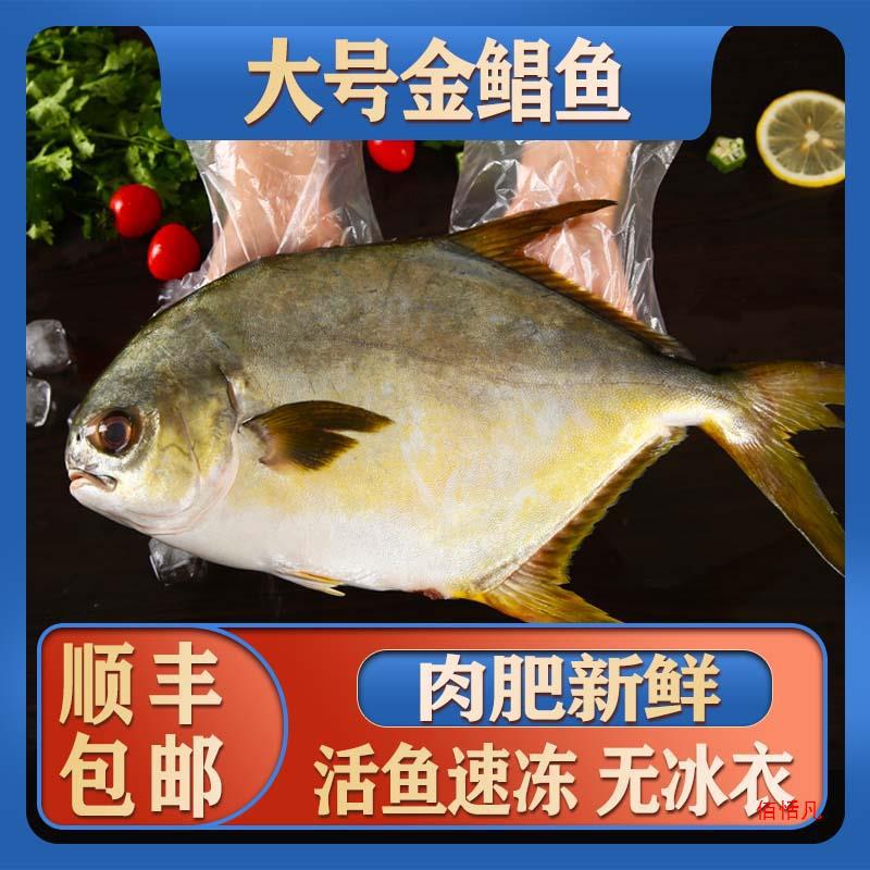 新货金鲳鱼海鱼金昌鱼新鲜活冷冻大银鲳鱼鳊鱼平鱼白鲳顺丰包邮