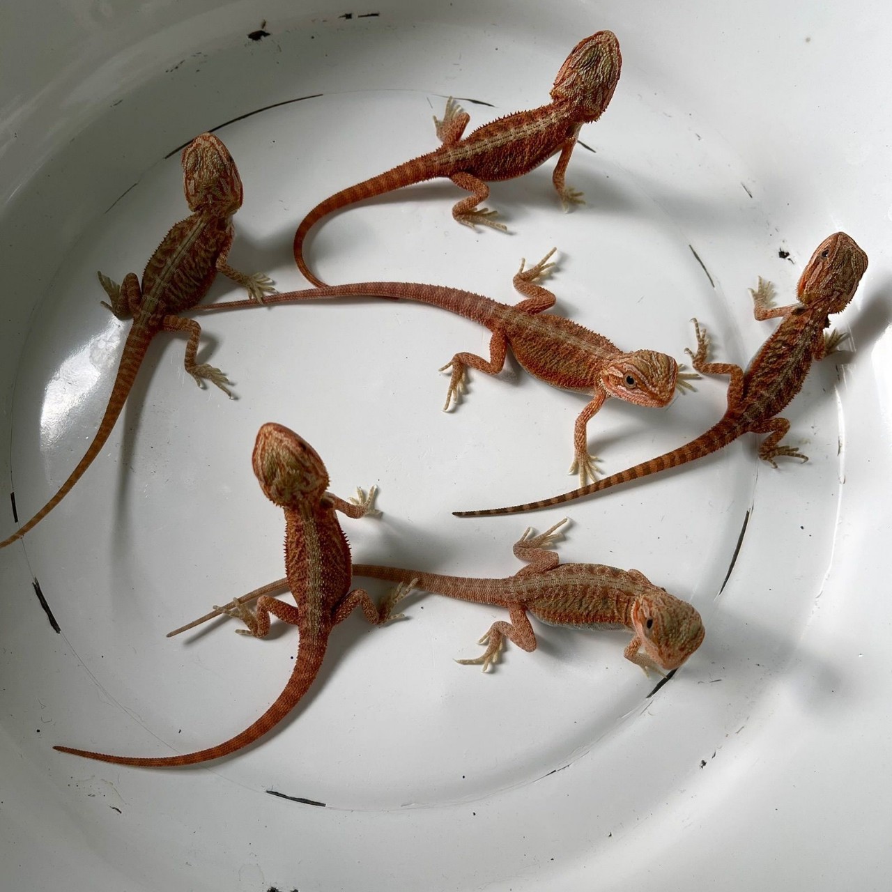 爬行宠物鬃狮蜥幼苗红系zero网红爬宠人气高温顺可爱不咬人入门级