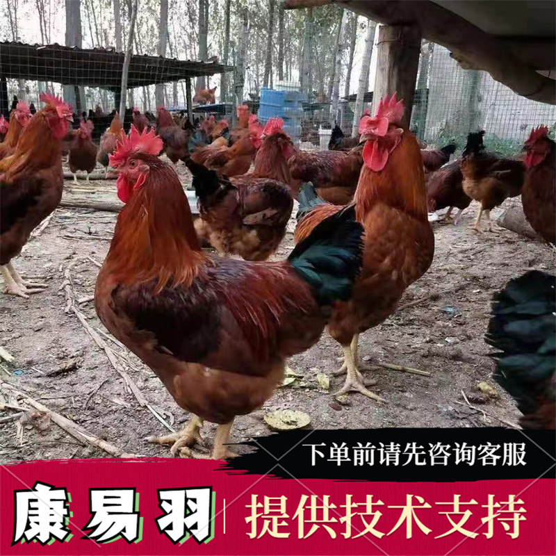 380大红公鸡苗 养殖九斤红鸡苗 红玉鸡苗 快大种麻鸡苗 肉鸡苗
