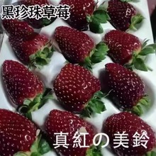 新鲜日本引种真红美玲黑草莓黑珍珠草莓礼盒装大草莓顺丰节日送礼