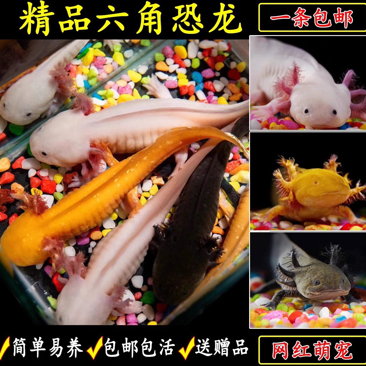 六角恐龙鱼冷水鱼好养耐活蝾螈四脚娃娃鱼小宠物鱼淡水观赏网红鱼