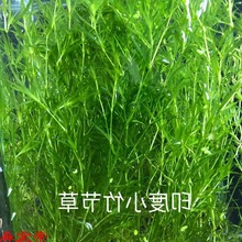 小竹节水草净化水质繁殖孔雀鱼虾躲避新手造景阴性草无需二氧化碳