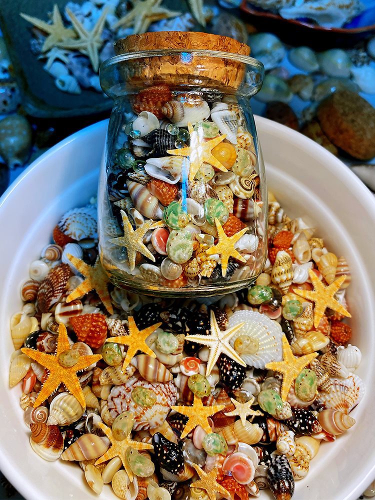 【真贝壳 无染色 可看货】十二种贝壳海螺 海星鲍鱼